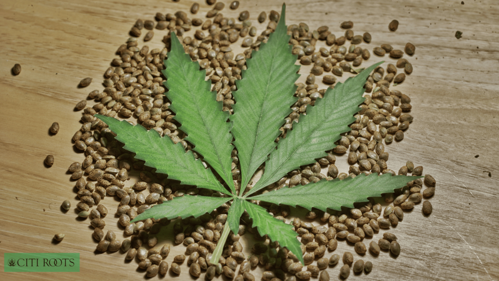 Comparing Benefits: Full Spectrum CBD
