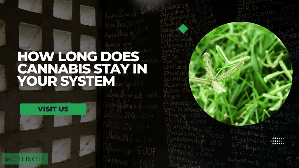 How Long Does Cannabis Stay In Your System​