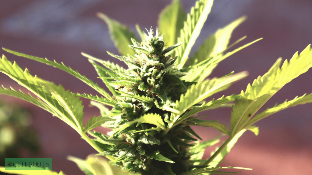 Best Marijuana for Beginners