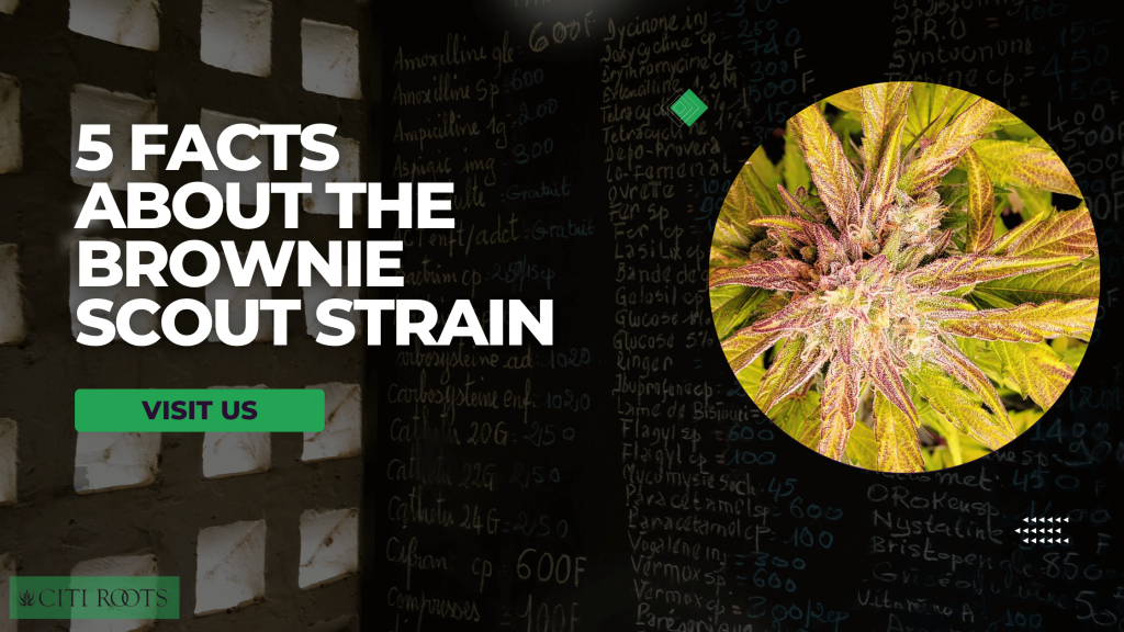 5 Facts About The Brownie Scout Strain