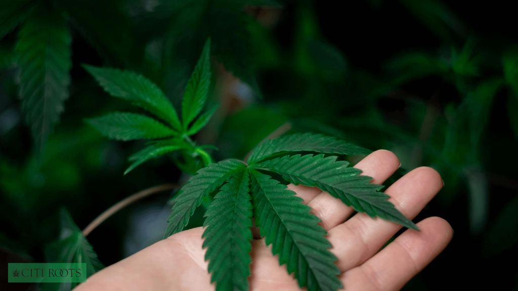 How Long Does Cannabis Stay Fresh.   