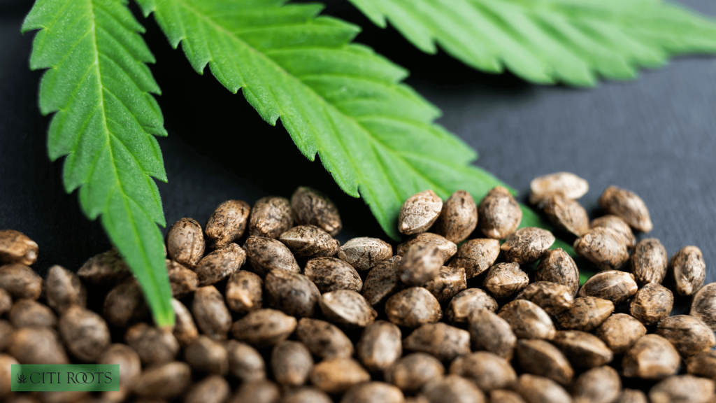 Facts About The Brownie Scout Strain