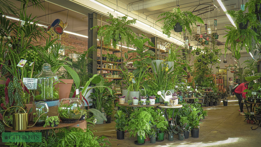 Why Buy Fresh from a Reputable Dispensary?